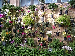 364 Longwood Gardens [2008 August 23]